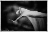 Lily 2